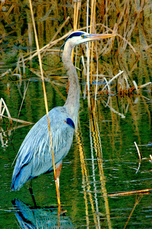 Heron Stylized 
